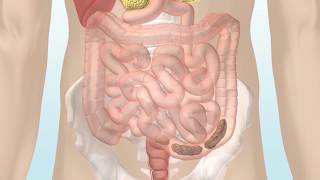 How the Digestive System Works [upl. by Athey]