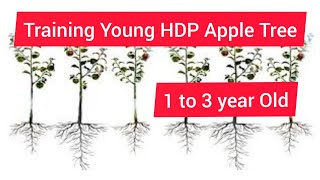 Training Young HDP Orchard Apple Treem9 rootstock rootstock seedling uhdp [upl. by Bikales]