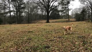 Oak Tree Hill With a little Cooper 🦮🦮photo bomb naturelovers rain asmr dog peace [upl. by Enitnelav]