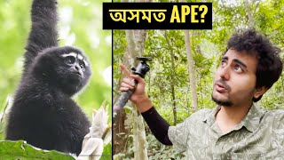 Gibbon Wildlife Sanctuary Assam [upl. by Amabil]