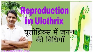 Reproduction methods in Ulothrixयुलोथ्रिक्स में जनन की विधियाँ [upl. by Yeznil421]