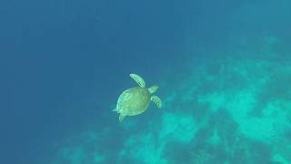 Cliff  Dive Friends Bonaire by Snorkeling Quest [upl. by Elleynad]