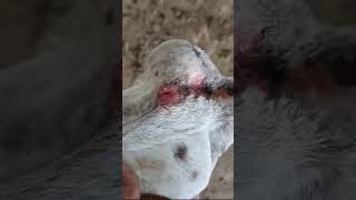 Ear infection mite and allergy condition male goat animal [upl. by Kelcie]