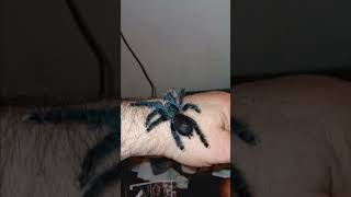 Avicularia Avicularia Growing Every Day [upl. by Norda230]