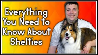 Everything You Need To Know About Shelties Shetland Sheep Dog MumblesVideos [upl. by Alidia]