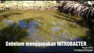 Nitrobacter di kolam ikan nila tanpa air mengalir [upl. by Ennayar]