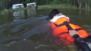 Newfoundland dog swimming day [upl. by Roehm883]