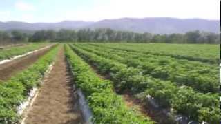 REPORTAJE SOBRE LA AGRICULTURA DOMINICANA youtube [upl. by Joell]