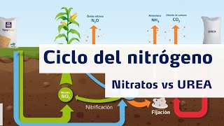 Ciclo del Nitrógeno  Nitratos vs Urea [upl. by Bradeord]