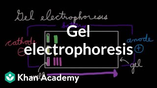 SDSPolyacrylamide Gel Electrophoresis [upl. by Pampuch745]