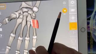 Muscles of Hand region  Overview  Doctor Speedy [upl. by Hoon]