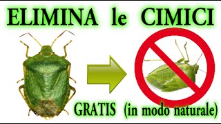 STOP CIMICI a costo zero in modo naturale CIMICE BEDBUGS PUNAISES CHINCHERS [upl. by Lyndsey]