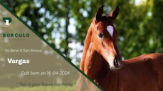 2024 Online Auction  Vargas  Colt Va Bene x San Amour [upl. by Adnomal]