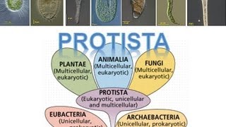 Kingdom Protista [upl. by Relyhs562]