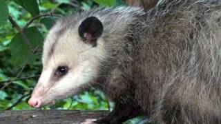 Virginia Opossum  HD MiniDocumentary [upl. by Yssirk]