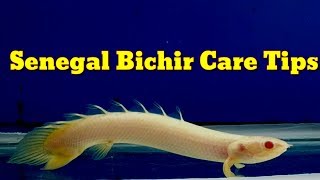 Senegal Bichir Care Tips [upl. by Tirb]