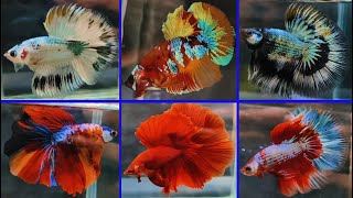 THAILAND IMPORTED BETTA FISH [upl. by Riess]