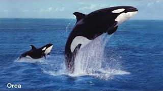 Dive into Orca Killer Whale amp Humpback Sounds [upl. by Nanon]