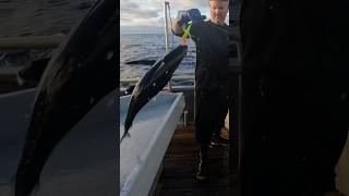 Albacore Tuna Fishing THE MORNING BITE yakventures albacore tuna [upl. by Henry850]