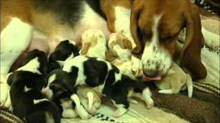 Wonderful Basset Hound Puppies Nursing [upl. by Utham850]