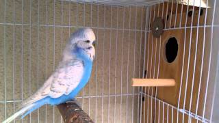 English Budgie Breeding Pair 3 [upl. by Aveline158]