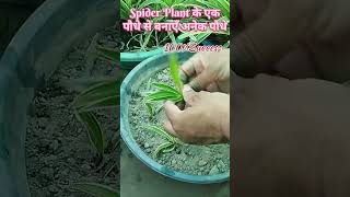 Spider Plant के एक पौधे से बनाएँ अनेक पौधेSpider Plant PropagationSpider Plant Care Tips Shorts [upl. by Gaskins]