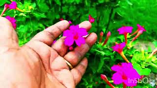 Mirabilis jalapa Flower plant  All complete information Mirabilis jalapa 4 OClock Plant [upl. by Dimah67]