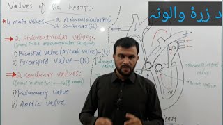 valves of the heart  semilunar valves in pashto  sabar khan lectures [upl. by Akinad239]