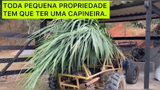 TODA PEQUENA PROPRIEDADE TEM QUE TER UMA CAPINEIRA BRS CAPIAÇU A SALVAÇÃO DA SECA [upl. by Adalbert]