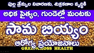 health tips in teluguసామబియ్యంhealth benefits of samalulittle milletsgreencross health [upl. by Nnayhs]