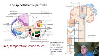 The somatosensory system slide presentation [upl. by Ahsekal]