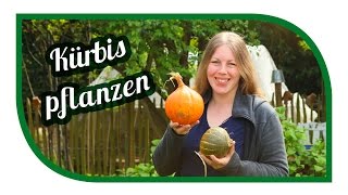 Kürbis erfolgreich anbauen 🎃 Hokkaidokürbis richtig Lagern 🎃 Kürbisgewächse im Gemüsegarten [upl. by Estevan142]