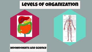 Levels of Organization in Biology [upl. by Gnni612]