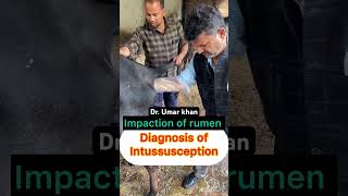 Impaction of rumen l Intussusception l dr umar khan [upl. by Acissev]