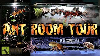 Updated Ant Room Tour 2021 [upl. by Lepper]