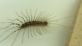 ID  Scutigera coleoptrata  The Deadly House Centipede [upl. by Ocirnor484]