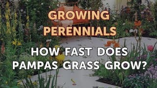 How Fast Does Pampas Grass Grow [upl. by Mad]