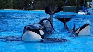 Tilikum and Trua  Dine With Shamu at SeaWorld Orlando  September 8th 2013 [upl. by Ai]