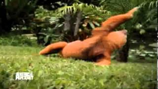 TRAILER MEET THE SLOTHS ANIMAL PLANET INDOVISION [upl. by Millard]