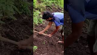 விவசாயம் காப்போம் shorts farming vivasayam [upl. by Ynatsed]