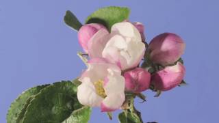 Apple blossom time lapse Warners King [upl. by Dlonyar221]