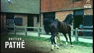 Hackney Horses 1959 [upl. by Eahsel]