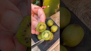 KiWi Berries 🥝😱 shorts kiwi enjoy satisfying [upl. by Willumsen]