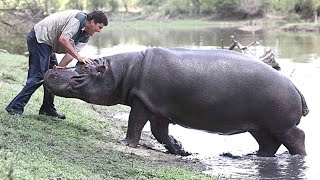 The HORRIFYING Last Moments Of Marius Els MAULED By A Hippo [upl. by Drews]