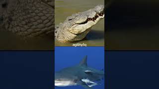 saltwater crocodile vs bull shark crocodile shark phonk music eternxlkz remix animals edit [upl. by Ynnub]