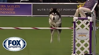 ‘Lobo’ the Siberian Husky goes off script in the 24 inch class of agility competition  FOX SPORTS [upl. by Silvestro]