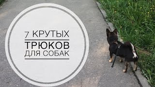 ДРЕССИРУЕМ СОБАКУ 7 КРУТЫХ ТРЮКОВ [upl. by Dryfoos]