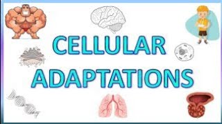 Cellular Adaptation general pathology hypertrophy hyperplasia atrophy metaplasia and dysplasia [upl. by Lebar876]