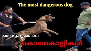 fila brasileiro ലോകത്തിലെ ഏറ്റവും അപകടകാരികൾThe most dangerous dogpart 1Leash Talks [upl. by Ogg]