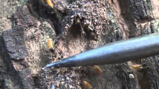 Nasutitermes nigriceps  termites Jamaica [upl. by Eddina643]